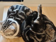 -有喵·猫咖·狗咖·30几只猫10只小狗(岗厦店)