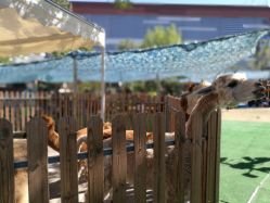 -萌宠亲子动物乐园(槐房万达店)