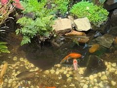 -隐炉和牛烧肉店(群力店)