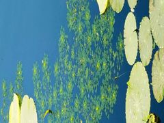 -荷塘月色湿地公园·向阳花洲
