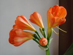 花厅内的君子兰-朱家角课植园