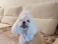 -宠福鑫康馨动物医院·骨科·眼科