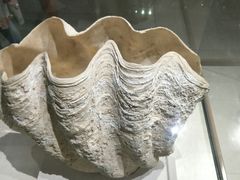 -青岛贝壳博物馆