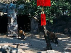 -清迈夜间动物园