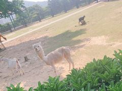 -无锡动物园·太湖欢乐园