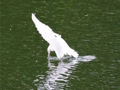 -重庆彩云湖湿地公园