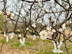 -洋湖国家湿地公园