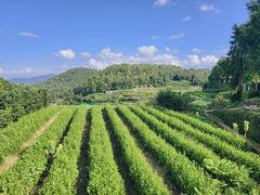 -乌石村