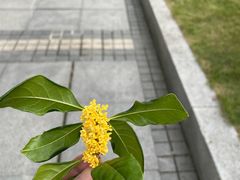 -安亭老街