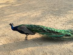 -秦皇岛野生动物园