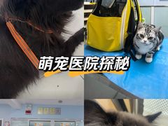 -纳吉亚猫专科动物诊疗中心(蒋宅口分院)