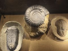 -中华赏石园
