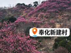 -新建村梅花