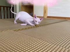 -PETKIT 小佩宠物·低压洗护·美容·寄养(安远店)