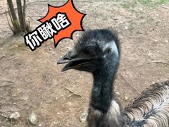 -灵玲国际马戏城