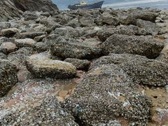 -北岐滩涂