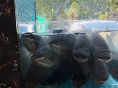 -浔味·山屿湖·正宗淳牌全鱼宴老字号