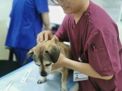 -美联众合动物医院·24h转诊中心