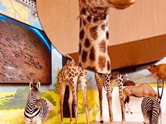 -陕西自然博物馆