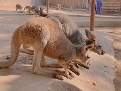-深圳野生动物园