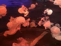 -石家庄海洋公园