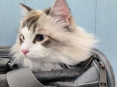 -纳吉亚猫专科动物诊疗中心(蒋宅口分院)