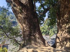 -杨家堂村