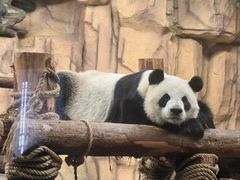 -泉州海丝野生动物世界