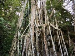 -中国科学院西双版纳热带植物园