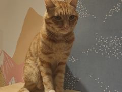 -滚猫咖啡·猫咖·猫友好撸猫(未来城店)
