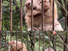 -青岛森林野生动物世界