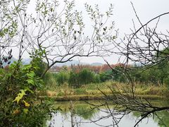 -西溪国家湿地公园