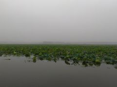 -微山湖红荷湿地景区