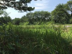 -大青沟风景区