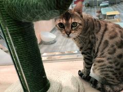 -BABIT巴比特宠物(MOMOPARK店)