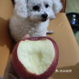 今日份的甜蜜苹果