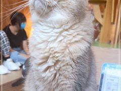 -MOCHA明星猫咖(田子坊店)