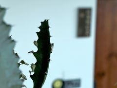 -唐咖精品咖啡(大理古城手冲店)