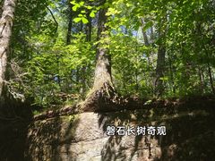 -汤旺河林海奇石景区