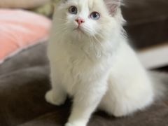 -Bastet sally猫舍购宠(静安店)