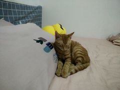 -瑞派名望24h动物医院异宠专科·猫专科·骨科·重症监护分院