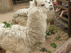 羊驼-郑州市动物园