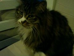 -Anne猫窝咖啡屋