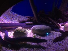 -瑞普利水族馆