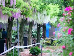 -嘉定紫藤园