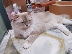 -瞄一喵猫咖(格力海岸店)
