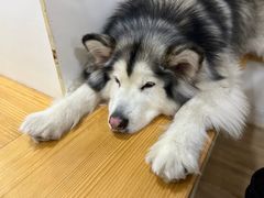 -李小姐の猫咖啡馆(五角场店)