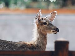 -普洱太阳河森林公园