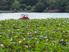 -荔湾湖公园