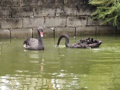 -苏州太湖西山岛开心农场